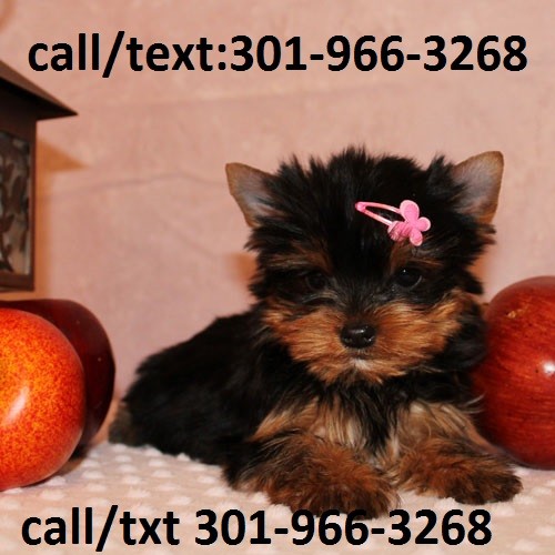 Yorkshire Terrier For Sale