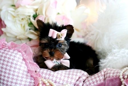 Yorkie Pups for Adoption