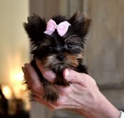 Teacup Yorkie puppy for free!