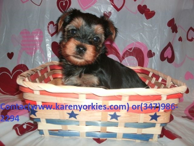 Yorkie ** Teacup and Toy Sized **