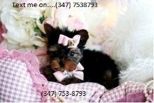 Yorkshire Terrier Puppies for Free Adoption