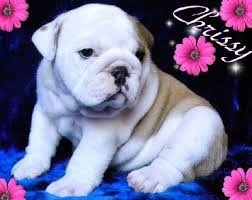 Cute Male and Female Bulldogs