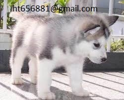 Affectionate Blue Eyes Siberian Husky