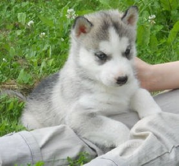 Husky Puppies for Adoption