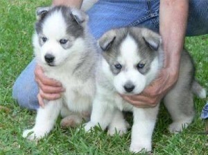 Cute Siberian Husky Pups for Adoption