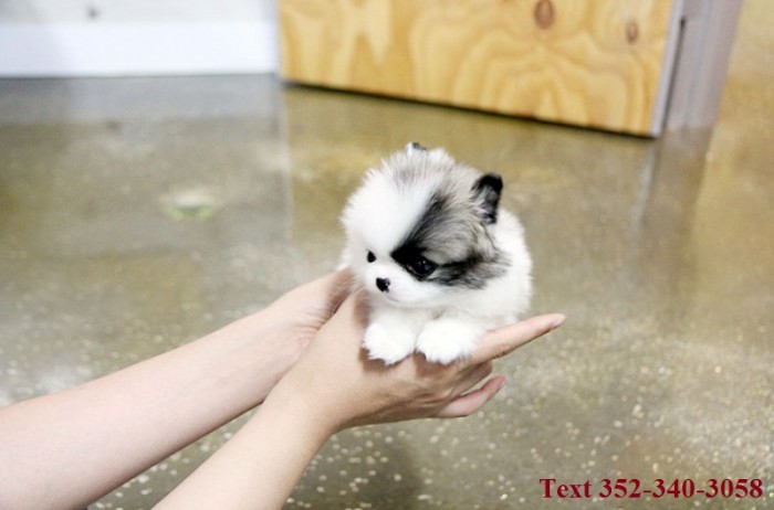 Jovial Teacup Pomeranian Pups Available