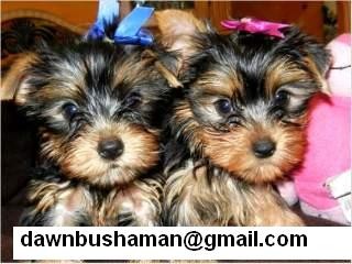 Gorgeous Yorkshire Terrier Pupps