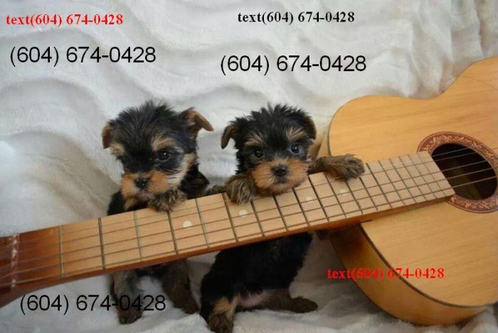 3 Beautiful Yorkie Pups