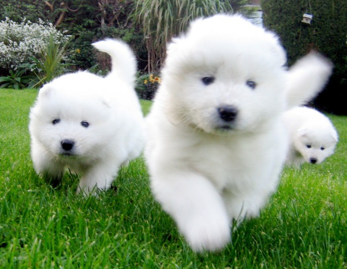 Samoyed Puppies for Adoption