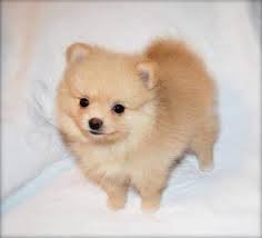 Beautiful Teacup Pomeranian Puppies