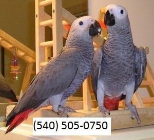 Young Talking African Grey Parrot