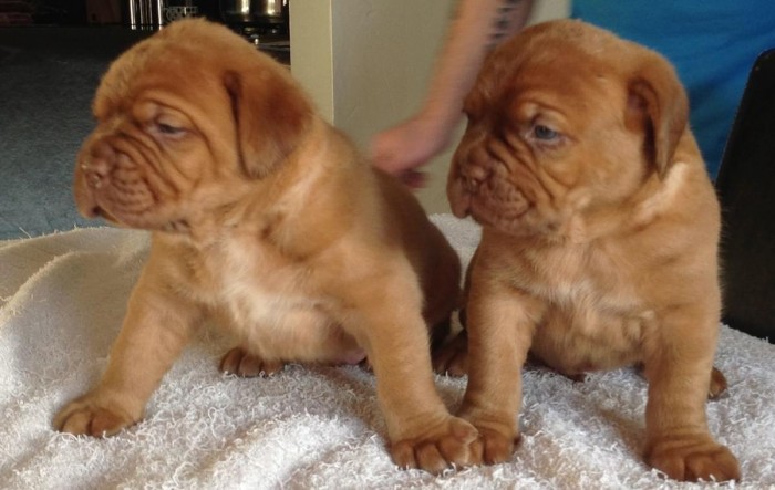 Weston Bordeaux Puppies