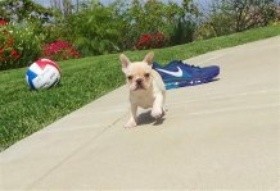 Two English bulldog  Puppies Available