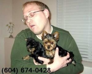 Home Trained Teacup Yorkie Puppies