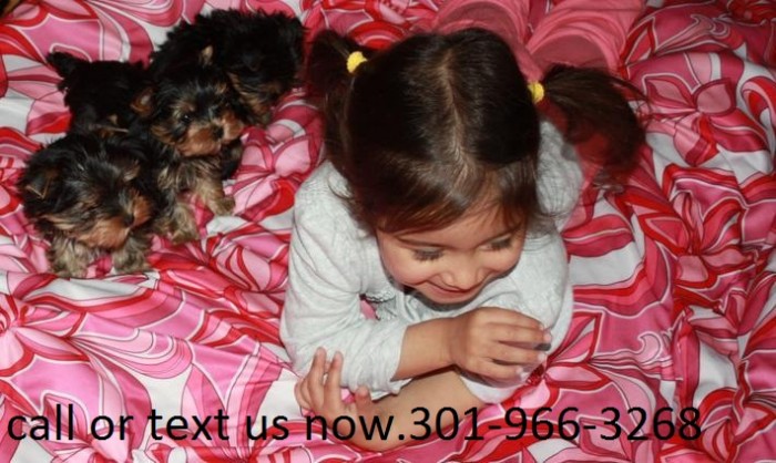 CKC Yorkie Puppies