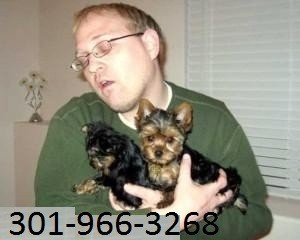 Yorkie Puppies Available