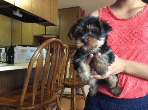 Free Female Adult Yorkie