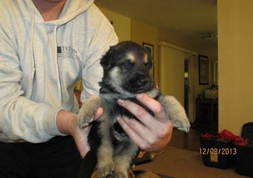 German Shepherd Puppies