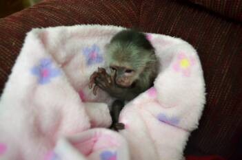 Cute Marmoset Monkeys