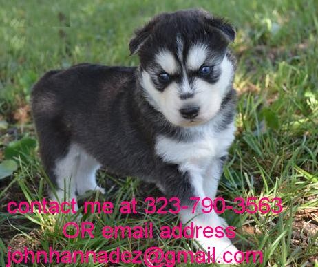 Charming Husky Puppy with Blue Eyes