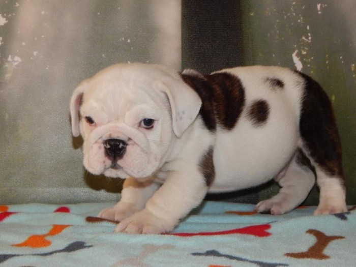 English Bulldog