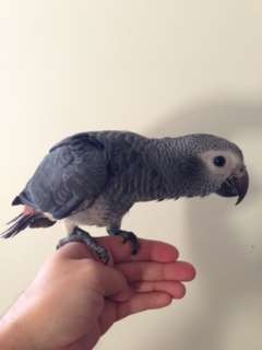 African Grey parrot