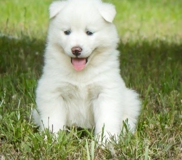 Pure Siberian Husky Puppies