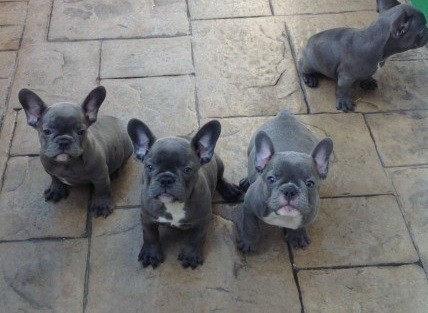 Top Quality Blue French Bulldog Puppies.