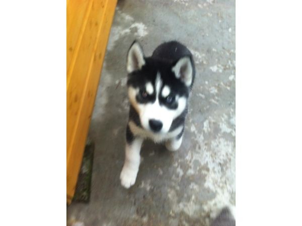 Blue Eyes Siberian Husky Puppies for Adoption