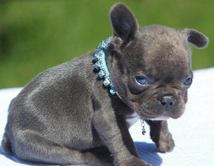 Beautiful French Bulldog Puppies Available