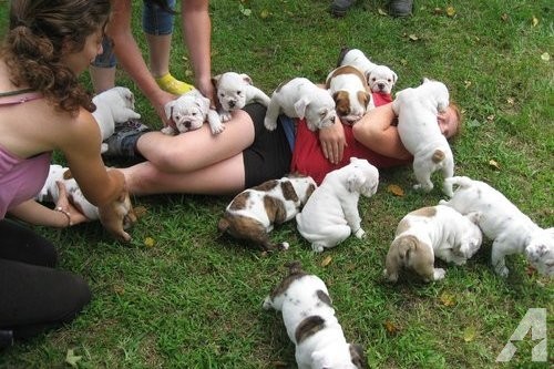 Breath Taking English Bulldog Puppy