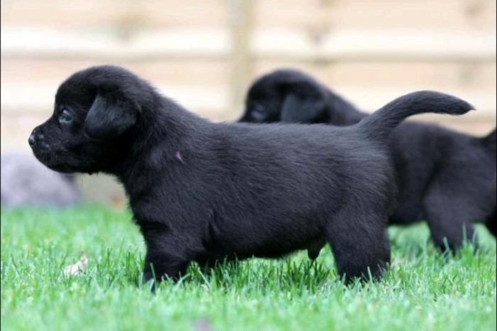 Labrador puppies for adoption