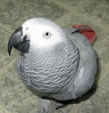 Congo African Grey Available