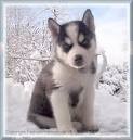 Siberian Husky Puppies to good home!