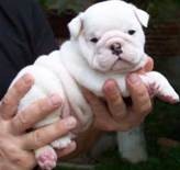 English Bulldog puppies!