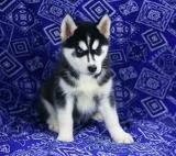 Well Trained Siberian Husky Pups for Adoption