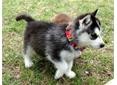 Gorgeous Siberian husky puppies