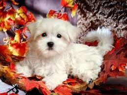 Male and Female Teacup Maltese Pups