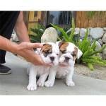 Amazing English Bulldogs Available For Adoption