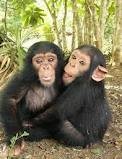 adorable chimpanzees for adoption