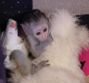 Cute baby capuchin monkey for adoption