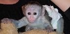 Hello, I have some Cute little Male And Female Baby Capuchin Monkeys For Ad