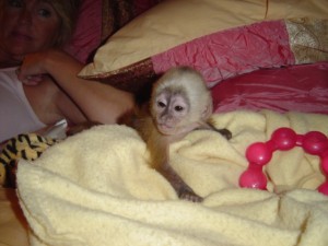 loving adorable baby capuchin monkey for adoption