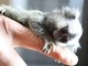 ADMIRABLE BABY FEMALE MARMOSET MONKEY FOR  REHOMING