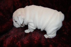 Cute English Bulldog Puppies for Adoption