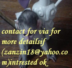 CAPUCHIN MONKEY FOR  SALE