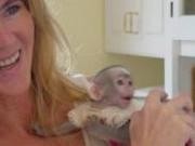 Cute baby Capuchin Monkeys For Free Adoption