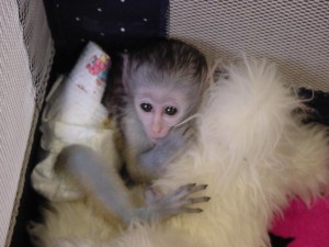 Cute baby Capuchin Monkeys For Free Adoption