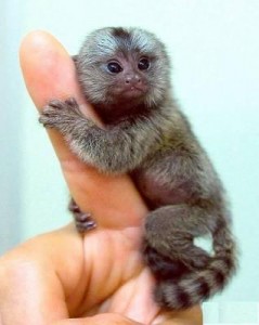  We have an adorable baby marmoset monkey  to give out for adoption.