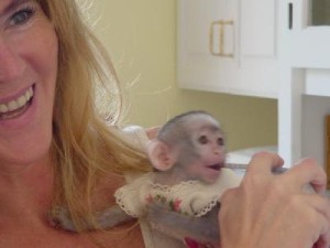 Gorgeous baby capuchin monkey needs forever home